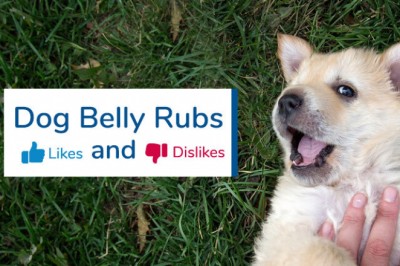 Dog Belly Rubs Likes And Dislikes