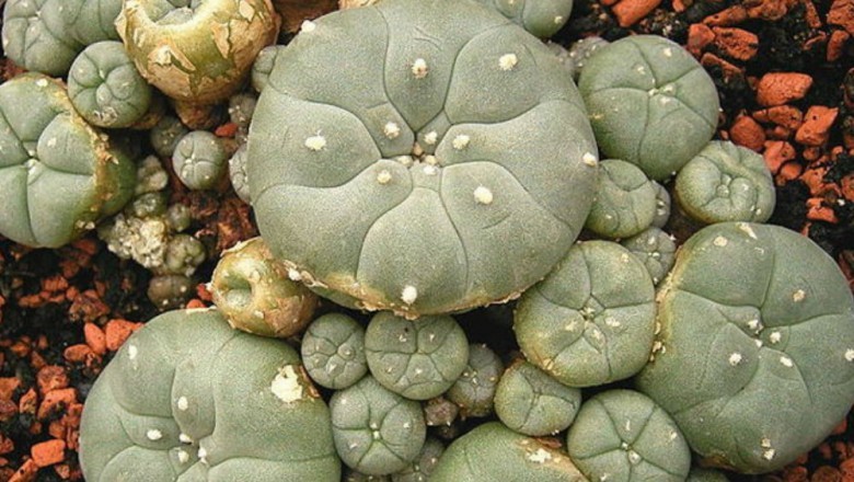 Buy Mescaline Online