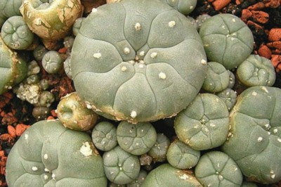 Buy Mescaline Online