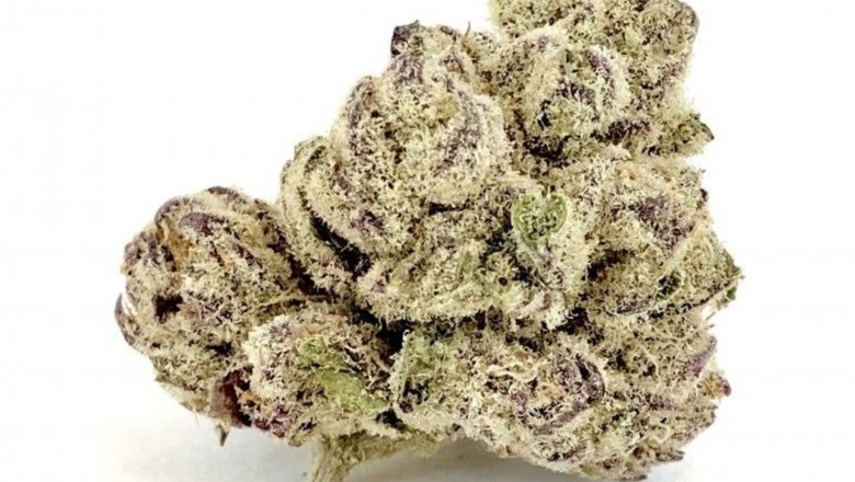 Humpplant Nursery Purple Cake Clones Modesto