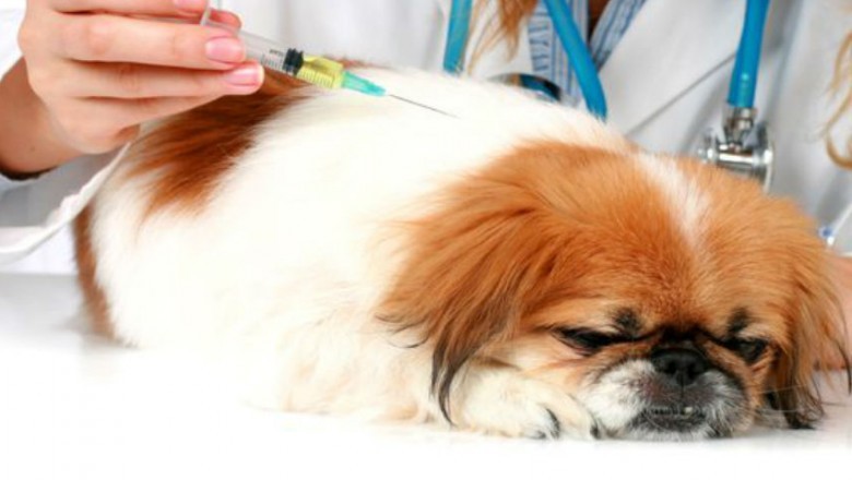 The Middle East & Africa Animal Healthcare Market Is Witnessing High Demand Owing To the Increase of Animal-Related Disease in the Regions and the Inclination towards Animal Protein