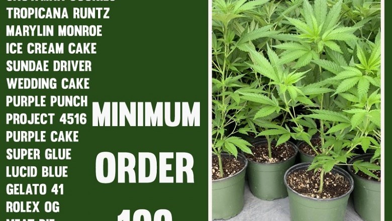 We offer the best clones and service all of San Jose, CA