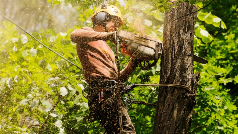 Branch Out Tree Specialist Tree Specialists