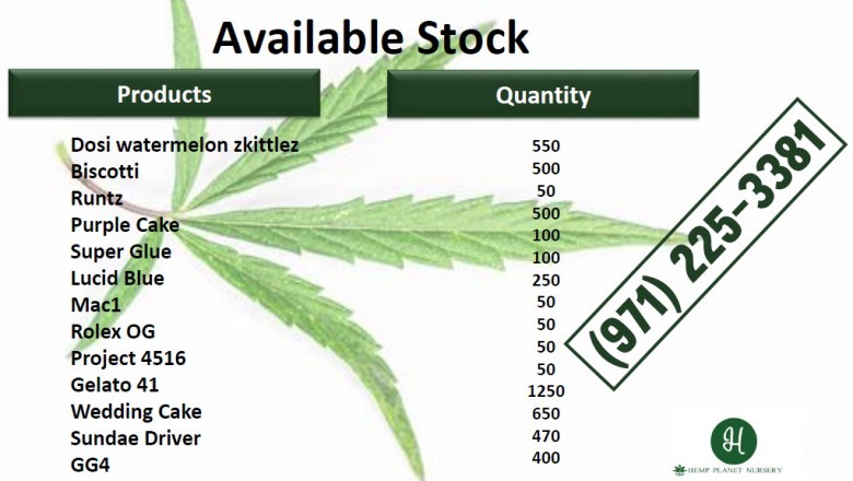 Peanut Butter Breath clones Los Angeles Hemp Plant Nursery