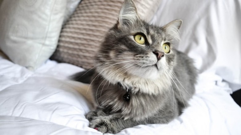 Why Shop at Pet Warehouse Online?