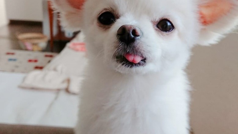 fun facts about Chihuahua puppies that you probably didn't know yet