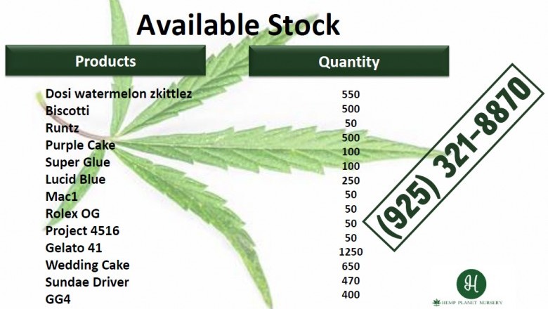 Fresh and healthy Petro Chem Clones in San Jose
