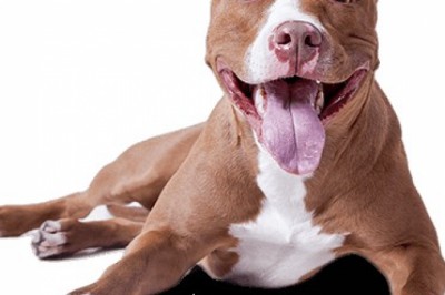 Dog Daycare service in East Delhi