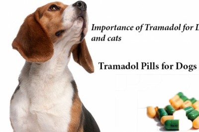 Importance of Tramadol for Dogs and cats| Tramadol COD overnight Delivery