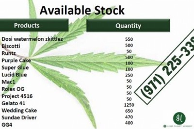 Trop Cookie X Animal Cookieses San Jose