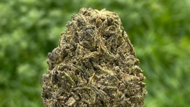 Hemp Buds