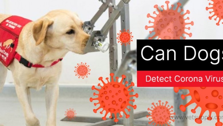Can Dogs Detect Corona Virus?