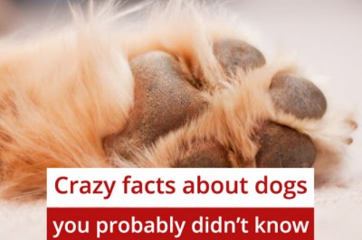 Crazy facts about dogs you probably didn't know