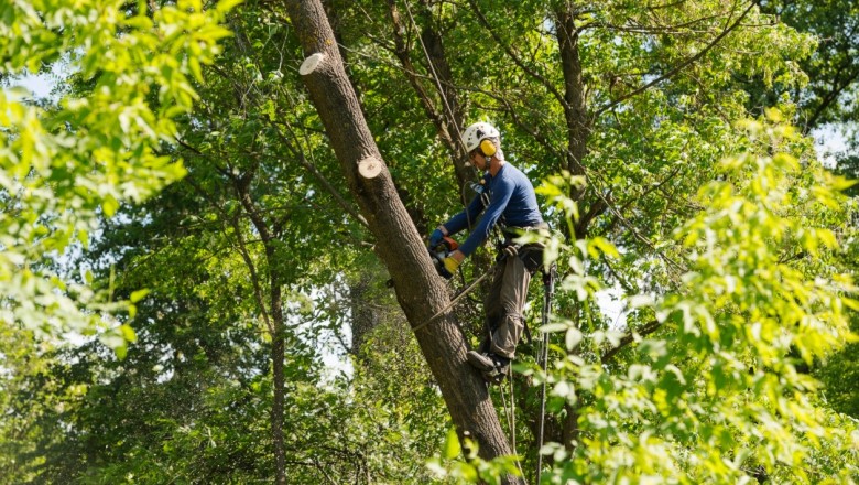 Tree Removal Bondi - Branch Out Tree Specialist