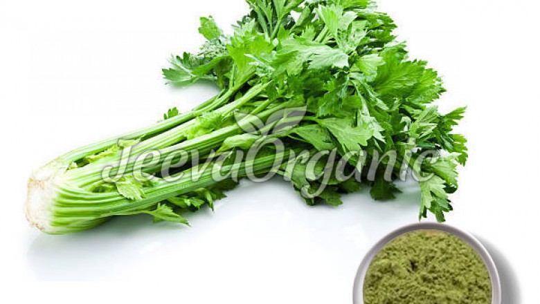 Affordable Organic Celery Powder Supplier |
