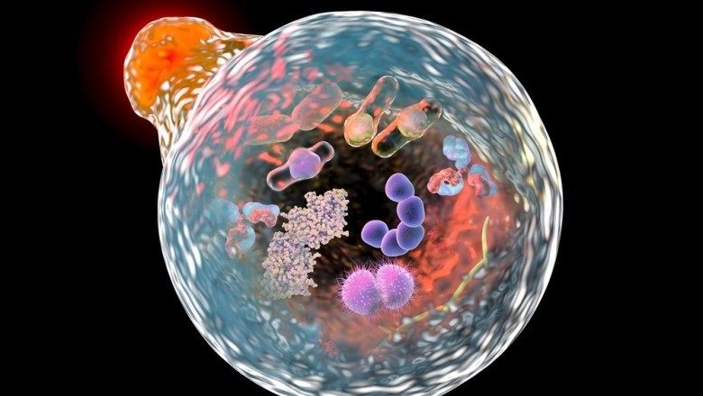 Growth In Sales Of Lysosomal Storage Diseases Therapeutics Market To Push Revenue Growth In The Market