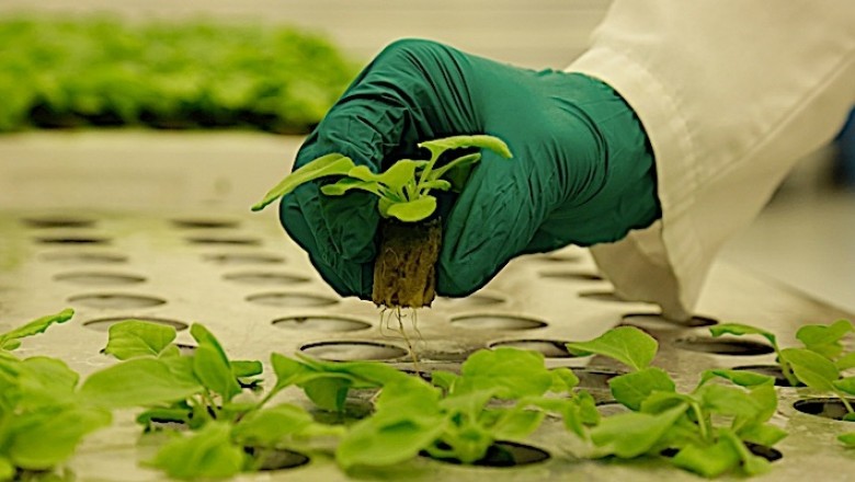 Plant-based biologics are becoming more common as the biotechnology sector expands