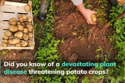 Potato Blight: scientists are using AI to prevent potato-related future famines