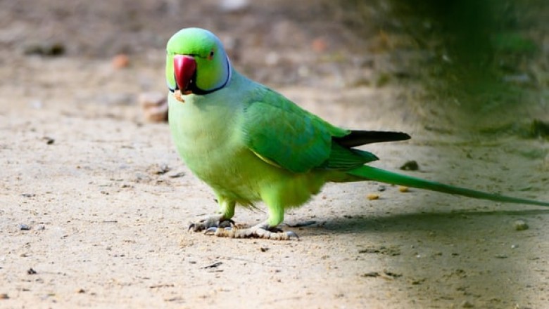 Bird Supplies That Will Increase Your Pet’s Life Quality