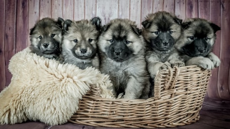 Can You Use Meals For Mutts to Keep Your Pet Healthy?