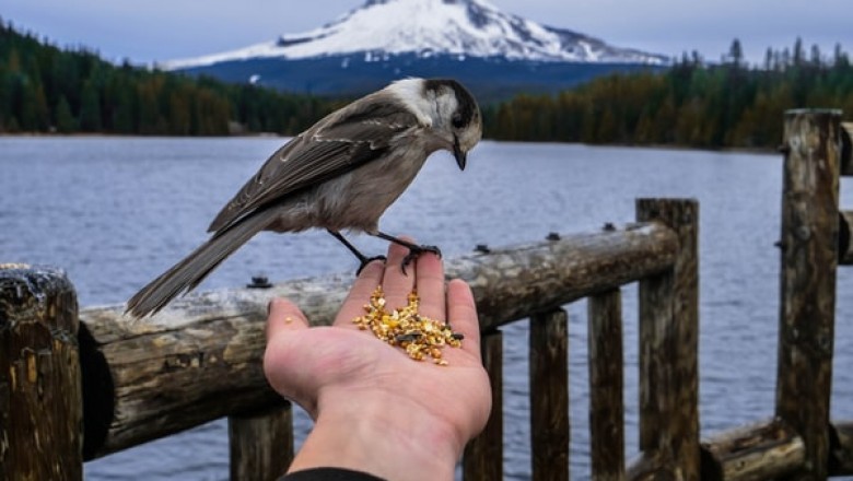 3 Reasons Why You Should Only Use Bird Food for Your Feathery Friend