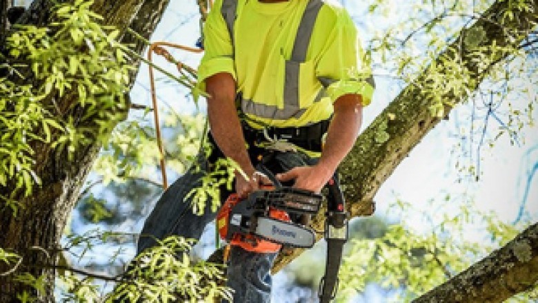 Tree Removal Madisonville -Acadian Tree and Stump Removal Service