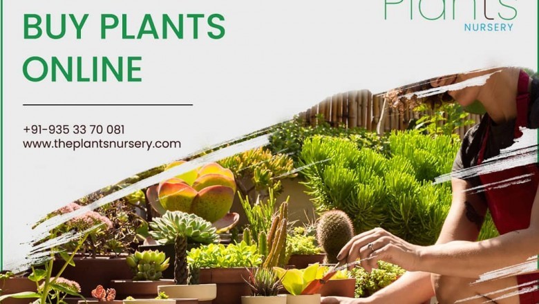 The plants nursery - buy plants online Bangalore
