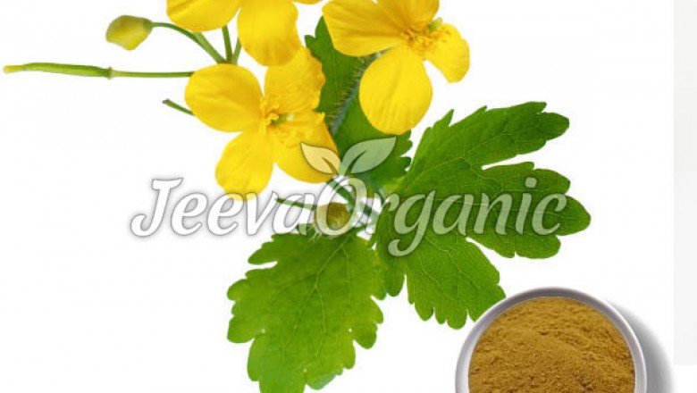 Affordable Celandine Powder Supplier |