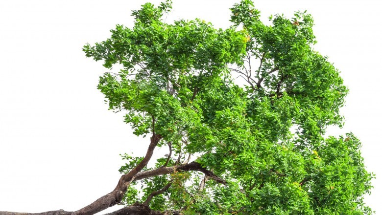 4 Signs That you Really need to Hire A Tree Service Contractor