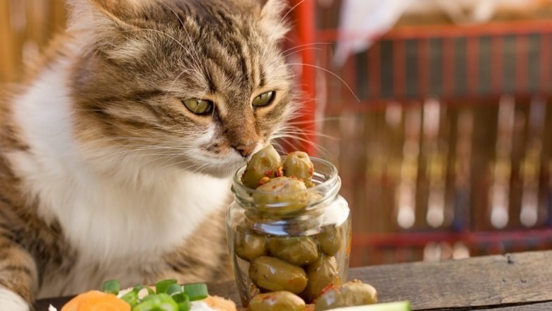 What Does Can cats eat olives Mean?