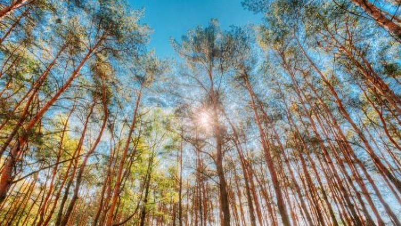 AKA Tree Services: You Trusted Emergency Tree Service Atlanta