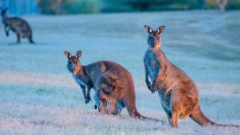 Kangaroo Island Accommodation