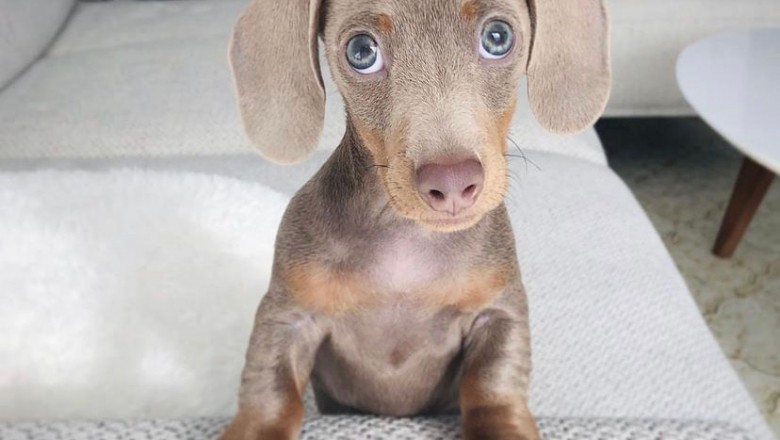Puppies For Sale - The most beneficial Techniques To obtain A Puppy
