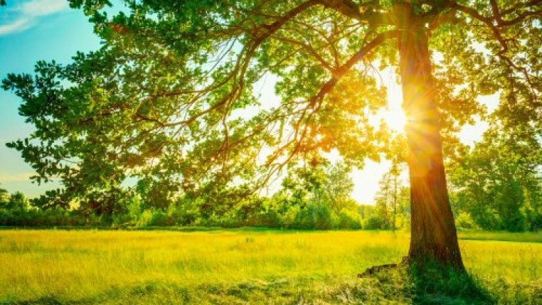 Top 5 Reasons to Get Tree Removal Service