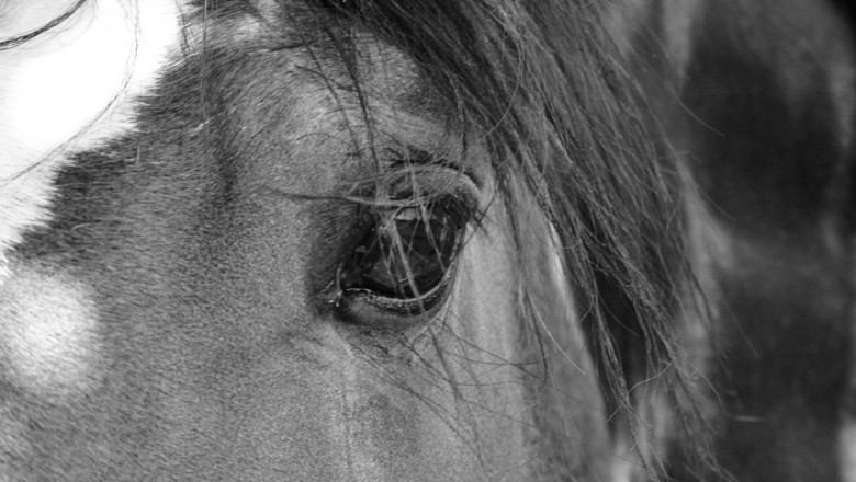 Horse Riding - 10 Useful Recommendations for Beginners