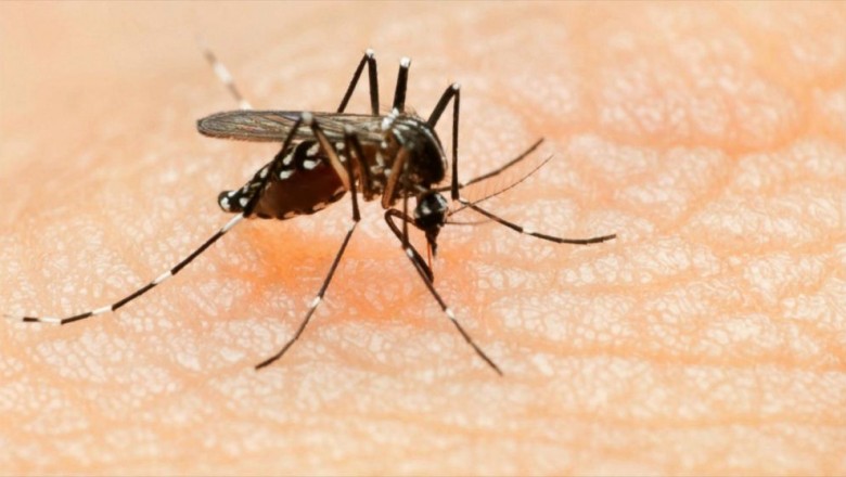 5 Diseases Spread by Mosquito and their Prevention