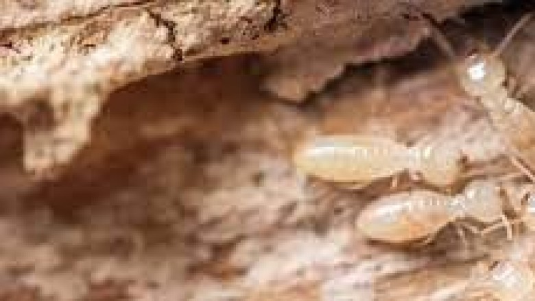 Termite Control in Sydney