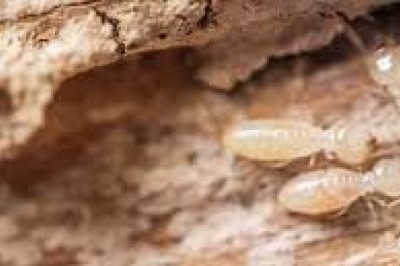 Termite Control in Sydney