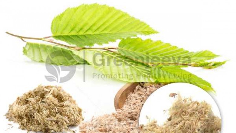 Organic Slippery Elm Bark Powder Supplier