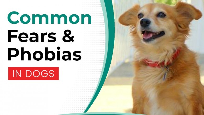 Common Fears & Phobias in Dogs