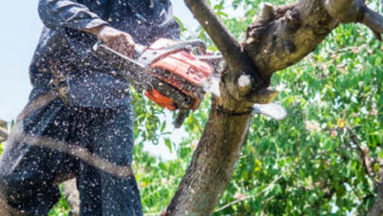 Coral Gables Tree Trimming - Affordable Tree Service