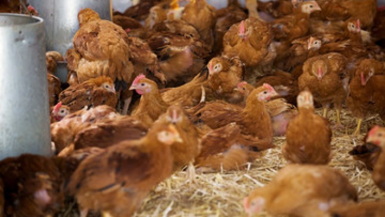 Advantages Of Owning A Poultry Farm: A Lucrative Business
