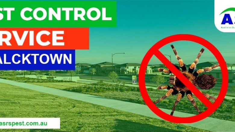 How to choose Pest Control Company and Handle Pests in Blacktown