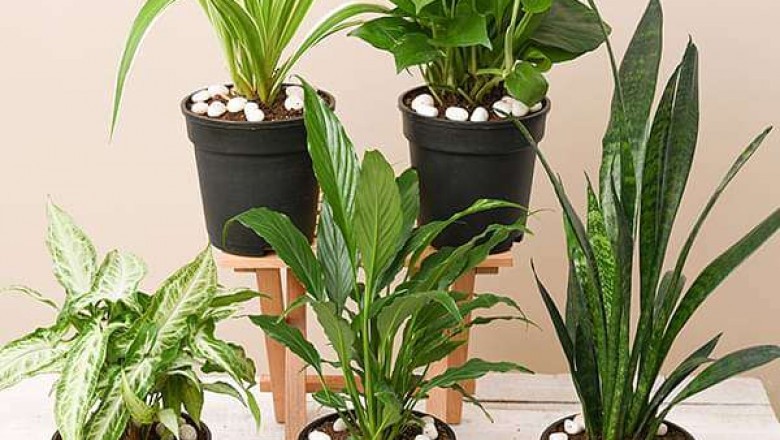 http://www.whatistheplant.com