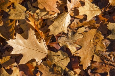 Custodia: One of the Best Elderly Care Companies