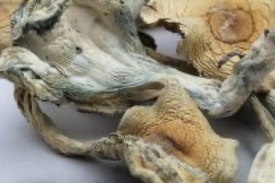 Buy Treasure Coast Magic Mushrooms Online