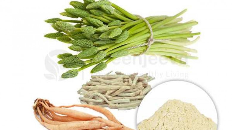 Shatavari Root Extract Powder Supplier