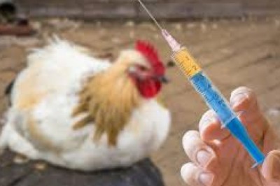 Animal Antimicrobials and Antibiotics for animals are widely used for disease treatment, prevention, and control.
