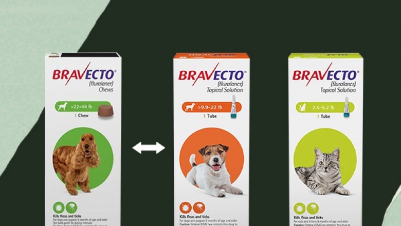 Bravecto Chew or Spot-On: Which Is the Better Solution for Fleas and Ticks? || CanadaVetExpress