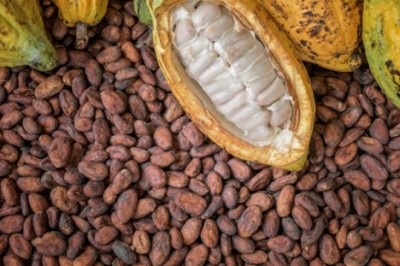 Cocoa is the dried and fully fermented seed of Theobroma cacao, from which cocoa solids and cocoa butter can be extracted
